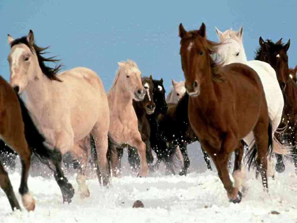 Dafen Oil Painting on canvas -horse074 Dafen Oil Painting on canvas -horse074